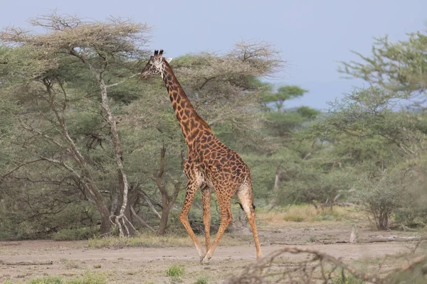 Жираф Саванне Изображение Дикой Природы Африка — стоковое фото