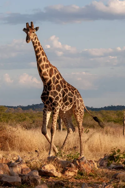 Žirafa Savaně Obrázek Divoké Zvěře Afrika — Stock fotografie