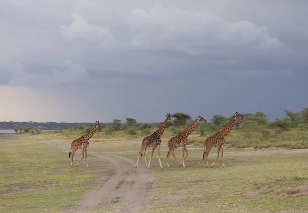 Giraffes Savanna Picture Wildlife Photo Made Short Distance Excellent Light — Stock Photo, Image