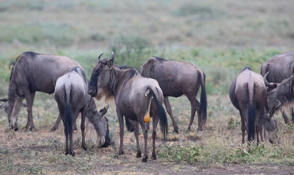Mare Της Γκνου Wildebeest Είναι Έτοιμη Για Γέννηση Του Μόσχου — Φωτογραφία Αρχείου