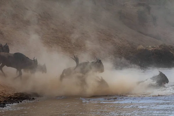 野生動物の写真 アフリカ 素晴らしいヌーの移行 — ストック写真