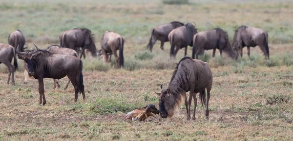 Εικόνα Της Άγριας Ζωής Νέα Γεννηθεί Cub Και Μητέρα Γκνου — Φωτογραφία Αρχείου