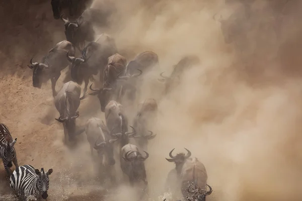 Grande Migração Gnus Foto Vida Selvagem África — Fotografia de Stock