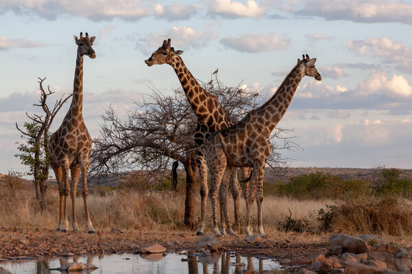 жирафы в саванне. изображение дикой природы. Африка
