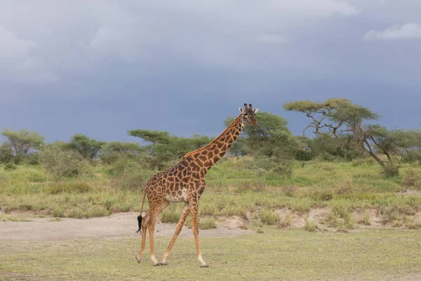 Giraffe Savanna Picture Wildlife Africa — Stock Photo, Image