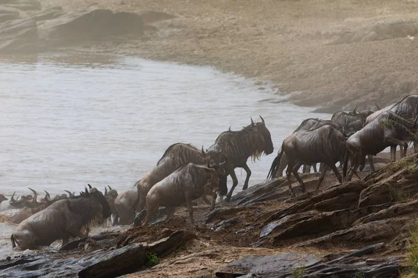 Foto Vida Selvagem África Grande Migração Gnus — Fotografia de Stock