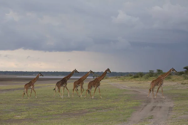 Jirafas Sabana Imagen Vida Silvestre Foto Hecha Con Corta Distancia — Foto de Stock