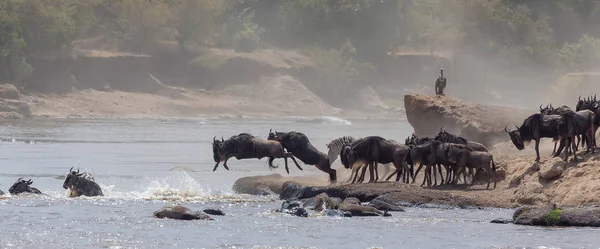 동물의 그림입니다 아프리카입니다 Wildebeests 마이그레이션입니다 동물의 그림입니다 아프리카 — 스톡 사진