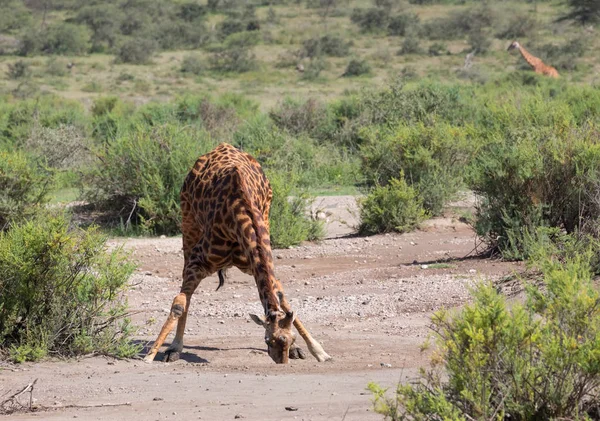 Giraffa Savana Immagine Della Fauna Selvatica Africa — Foto Stock
