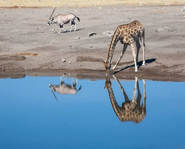 Çme Suyu Zürafası Yaban Hayatı Resim — Stok fotoğraf