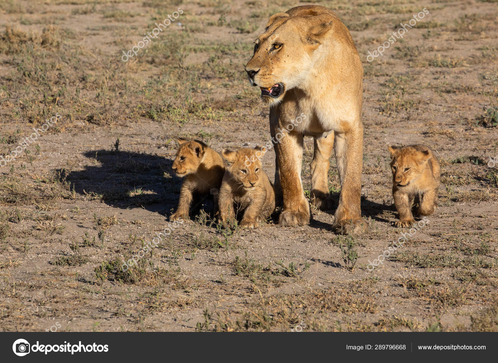 ¿Por qué las leonas son las cazadoras de la manada?, image size:1600x1167