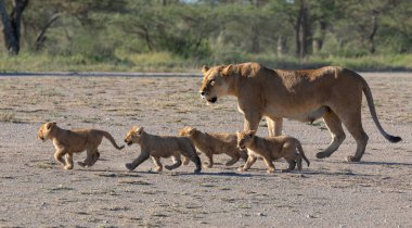 Bir grup aslan yavru (aslan yavrusu) ve dişi aslan (aslan dişi) Savanna yolda hareket ediyor. Vahşi yaşam ve doğal Habitat gösteren yumuşak ışık üzerinde iyi bir çizim  