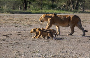 Bir grup aslan yavru (aslan yavrusu) ve dişi aslan (aslan dişi) Savanna yolda hareket ediyor. Vahşi yaşam ve doğal Habitat gösteren yumuşak ışık üzerinde iyi bir çizim  