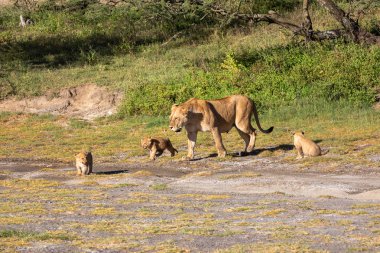 Bir grup aslan yavru (aslan yavrusu) ve dişi aslan (aslan dişi) Savanna yolda hareket ediyor. Vahşi yaşam ve doğal Habitat gösteren yumuşak ışık üzerinde iyi bir çizim  