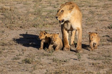 Bir grup aslan yavru (aslan yavrusu) ve dişi aslan (aslan dişi) Savanna yolda hareket ediyor. Vahşi yaşam ve doğal Habitat gösteren yumuşak ışık üzerinde iyi bir çizim  