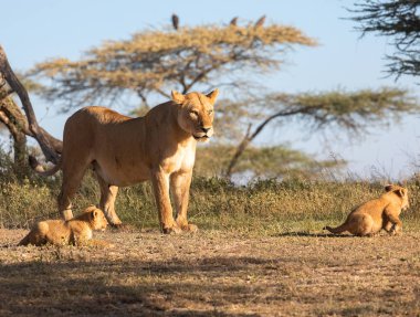Bir grup aslan yavru (aslan yavrusu) ve dişi aslan (aslan dişi) Savanna yolda hareket ediyor. Vahşi yaşam ve doğal Habitat gösteren yumuşak ışık üzerinde iyi bir çizim  