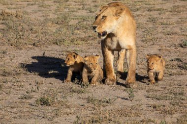 Bir grup aslan yavru (aslan yavrusu) ve dişi aslan (aslan dişi) Savanna yolda hareket ediyor. Vahşi yaşam ve doğal Habitat gösteren yumuşak ışık üzerinde iyi bir çizim  