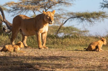 Bir grup aslan yavru (aslan yavrusu) ve dişi aslan (aslan dişi) Savanna yolda hareket ediyor. Vahşi yaşam ve doğal Habitat gösteren yumuşak ışık üzerinde iyi bir çizim  