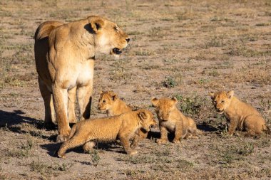 Bir grup aslan yavru (aslan yavrusu) ve dişi aslan (aslan dişi) Savanna yolda hareket ediyor. Vahşi yaşam ve doğal Habitat gösteren yumuşak ışık üzerinde iyi bir çizim  