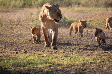 Bir grup aslan yavru (aslan yavrusu) ve dişi aslan (aslan dişi) Savanna yolda hareket ediyor. Vahşi yaşam ve doğal Habitat gösteren yumuşak ışık üzerinde iyi bir çizim  