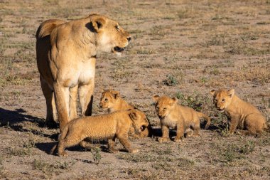 Bir grup aslan yavru (aslan yavrusu) ve dişi aslan (aslan dişi) Savanna yolda hareket ediyor. Vahşi yaşam ve doğal Habitat gösteren yumuşak ışık üzerinde iyi bir çizim  