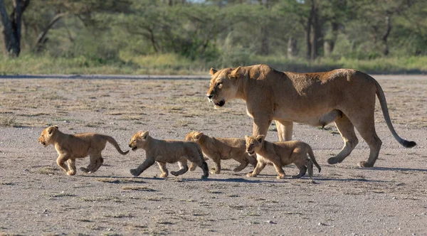 Grupa Lwów Kociąt Cub Lion Lwica Kobieta Lwa Poruszają Się — Zdjęcie stockowe