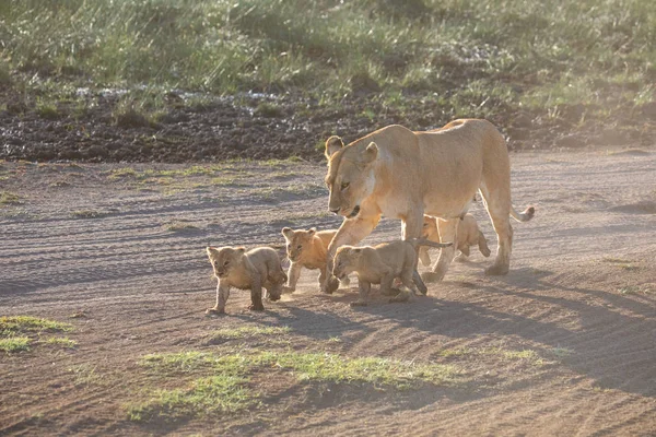 A group lions kittens (cub of lion) and lioness (female of lion) are moving on savanna road. It is a good illustration on soft light which shows wildlife and natural habitat