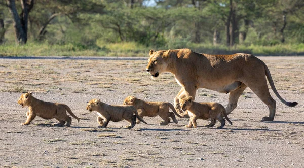 A group lions kittens (cub of lion) and lioness (female of lion) are moving on savanna road. It is a good illustration on soft light which shows wildlife and natural habitat