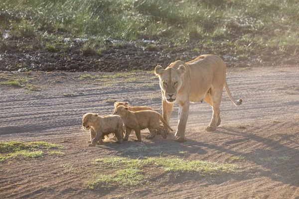 A group lions kittens (cub of lion) and lioness (female of lion) are moving on savanna road. It is a good illustration on soft light which shows wildlife and natural habitat