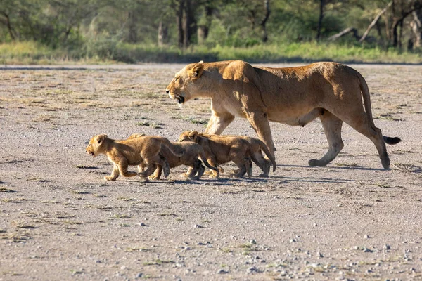 Grupa Lwów Kociąt Cub Lion Lwica Kobieta Lwa Poruszają Się — Zdjęcie stockowe