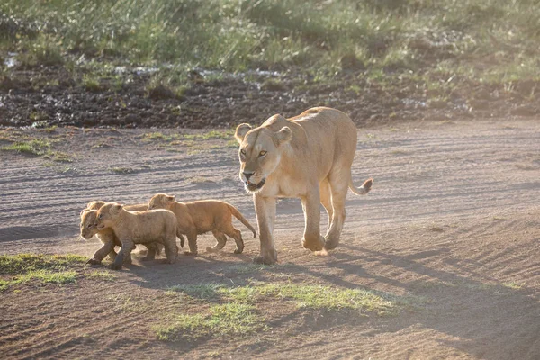 A group lions kittens (cub of lion) and lioness (female of lion) are moving on savanna road. It is a good illustration on soft light which shows wildlife and natural habitat