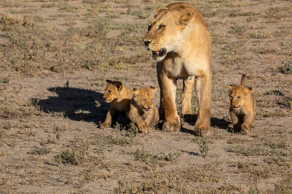 グループライオンの子猫 ライオンのカブ とライオン ライオンの雌 がサバンナの道を移動しています 野生動物や自然の生息地を示す柔らかい光に良いイラストです — ストック写真