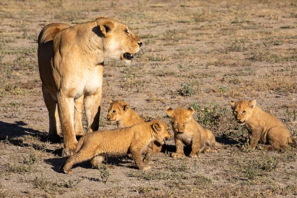 Grupa Lwów Kociąt Cub Lion Lwica Kobieta Lwa Poruszają Się — Zdjęcie stockowe