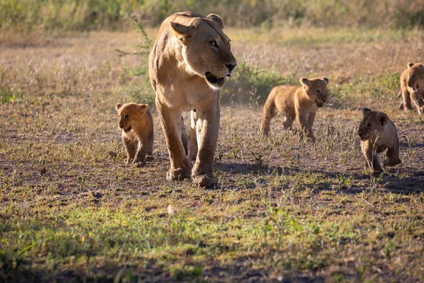 Eine Gruppe Löwenbabys Löwenjunges Und Löwin Löwenweibchen Bewegen Sich Auf — Stockfoto