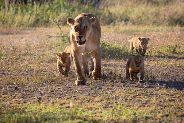 Grupa Lwów Kociąt Cub Lion Lwica Kobieta Lwa Poruszają Się — Zdjęcie stockowe