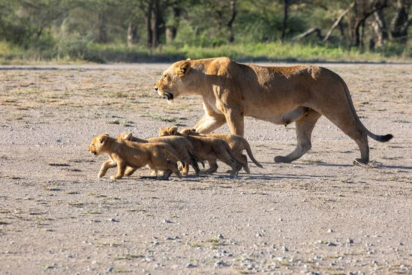 A group lions kittens (cub of lion) and lioness (female of lion) are moving on savanna road. It is a good illustration on soft light which shows wildlife and natural habitat