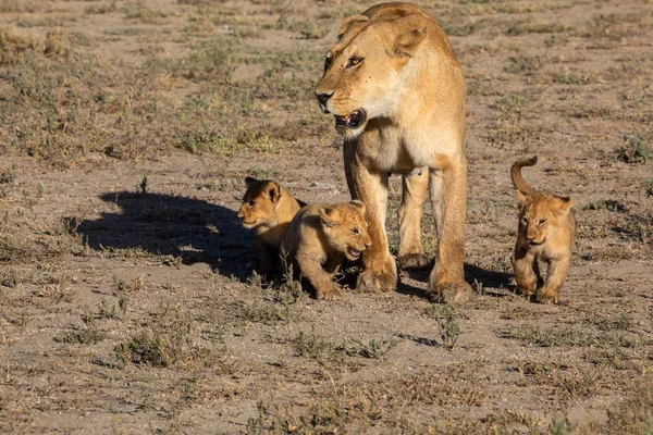 A group lions kittens (cub of lion) and lioness (female of lion) are moving on savanna road. It is a good illustration on soft light which shows wildlife and natural habitat