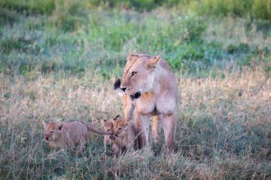 Bir grup aslan yavrusu (aslan yavrusu) ve dişi aslan (aslan dişi) savana
