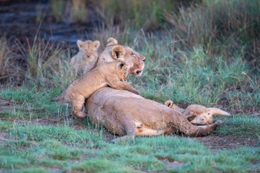 Bir grup aslan yavrusu (aslan yavrusu) ve dişi aslan (aslan dişi) savana