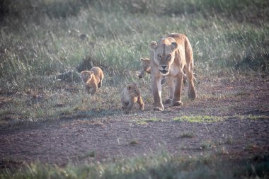 Bir grup aslan yavrusu (aslan yavrusu) ve dişi aslan (aslan dişi) savana
