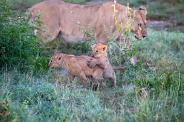 Bir grup aslan yavrusu (aslan yavrusu) ve dişi aslan (aslan dişi) savana