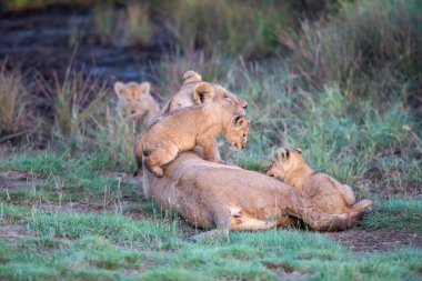 Bir grup aslan yavrusu (aslan yavrusu) ve dişi aslan (aslan dişi) savana