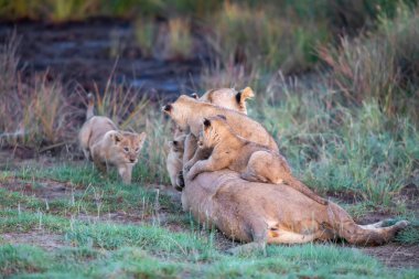Bir grup aslan yavrusu (aslan yavrusu) ve dişi aslan (aslan dişi) savana