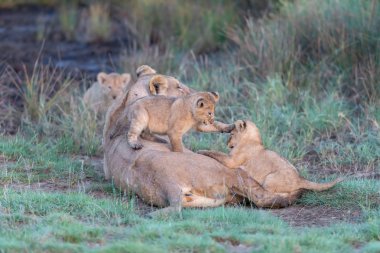Bir grup aslan yavrusu (aslan yavrusu) ve dişi aslan (aslan dişi) savana
