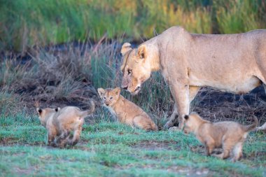 Bir grup aslan yavrusu (aslan yavrusu) ve dişi aslan (aslan dişi) savana
