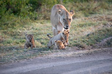 Bir grup aslan yavrusu (aslan yavrusu) ve dişi aslan (aslan dişi) savana