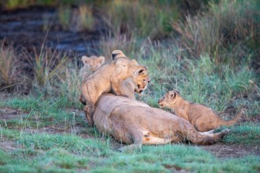 Bir grup aslan yavrusu (aslan yavrusu) ve dişi aslan (aslan dişi) savana
