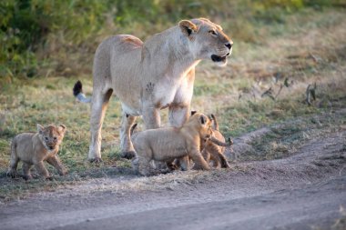 Bir grup aslan yavrusu (aslan yavrusu) ve dişi aslan (aslan dişi) savana