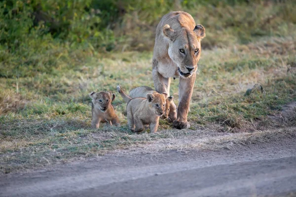 Grupa Lwów Kociąt Cub Lion Lwica Kobieta Lwa Sawanny — Zdjęcie stockowe