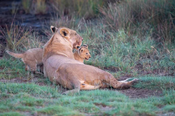 Een Groep Leeuwen Kittens Cub Van Leeuw Leeuwin Vrouw Van — Stockfoto